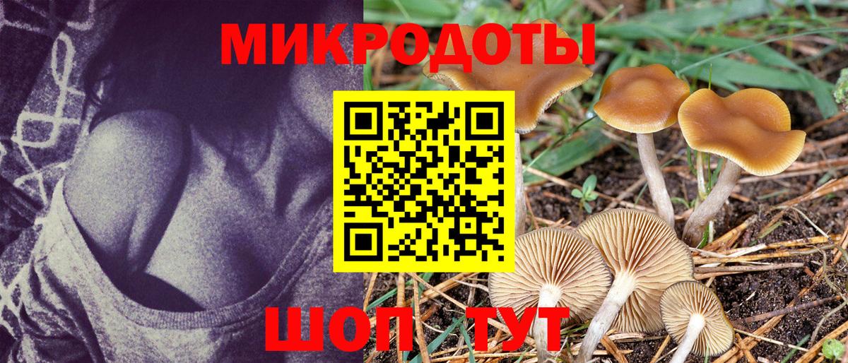 Галлюциногенные грибы Psilocybe Прохладный